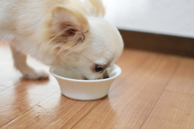 犬の早食い防止方法